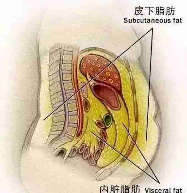 荒野健康：身上可以捏起来的肉可以通过健康的减脂方式减掉的吗？