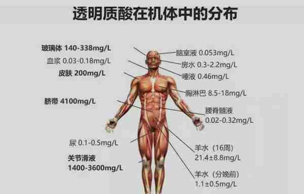 玻尿酸进化简史：原料产业化的中国样本