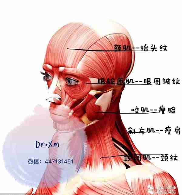 关于“瘦脸针” 你想知道的问题都在这里