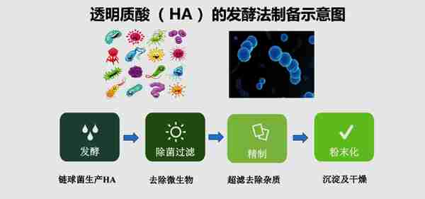 玻尿酸进化简史：原料产业化的中国样本